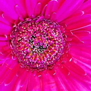 Meet your Posher, Diane